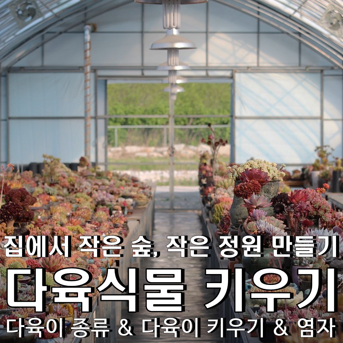 다육이 종류 & 다육이키우기 & 염자 : 내 집의 작은 숲, 아파트에서 다육식물 키우기!